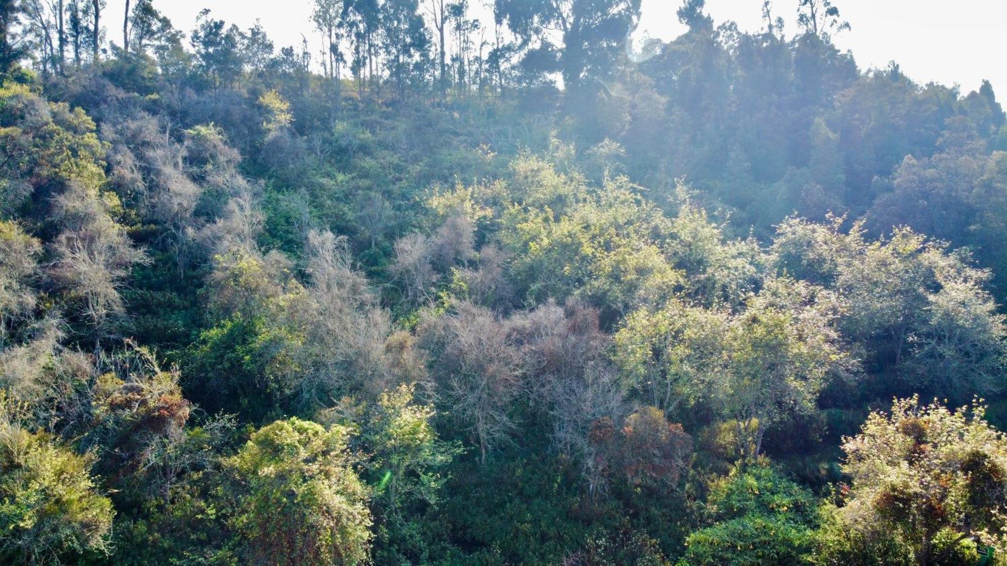 La Flora Kodaikanal Dış mekan fotoğraf
